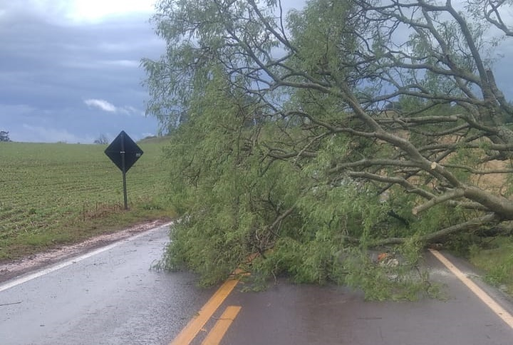 Postes caem durante temporal na BR 277, região do Trevo da Portal