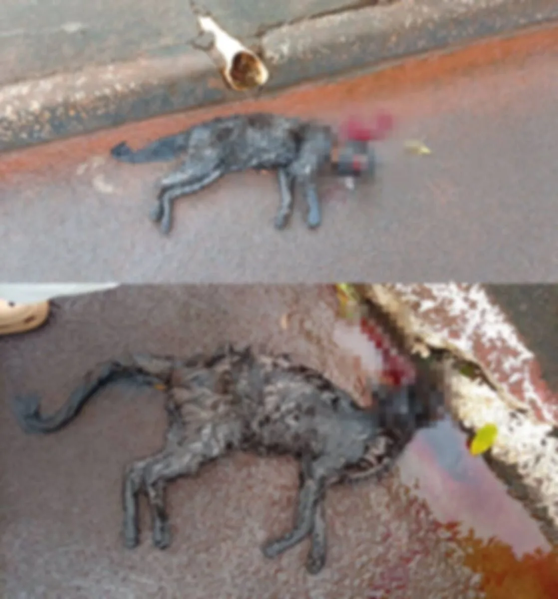 Moradora denuncia atropelamento de gatos e pede alerta em Borrazópolis