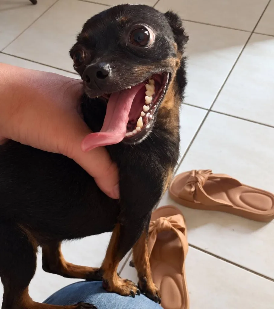Família busca cachorrinha Belinha desaparecida em Borrazópolis