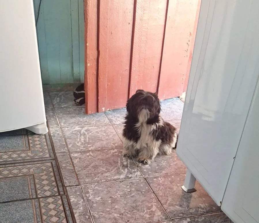 Família busca cachorrinha de estimação desaparecida em Rosário do Ivaí
