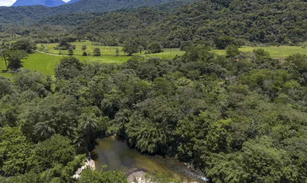 Brasil reduz área de vegetação nativa fragmentada, aponta MapBiomas